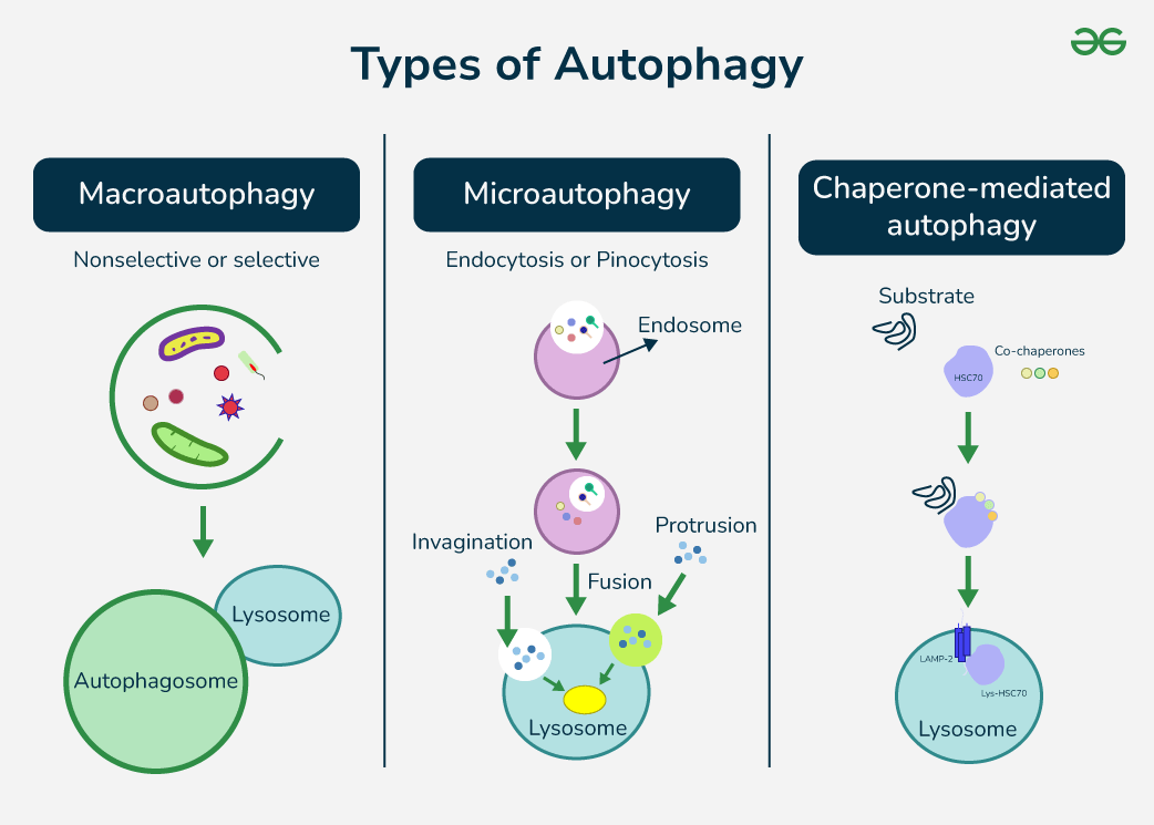 Autophagy Regulation Anime