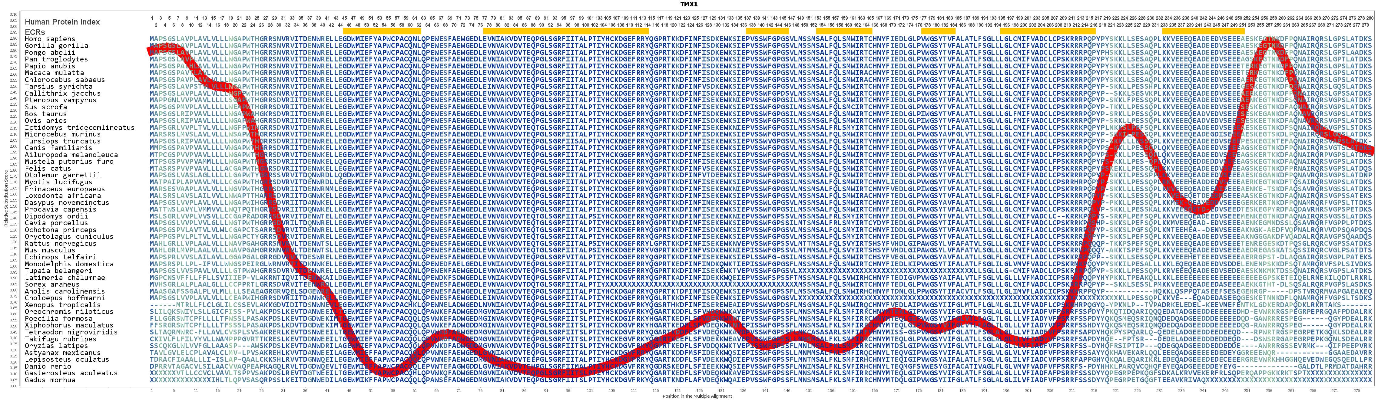 Tmx1 Protein Overview Sino Biological