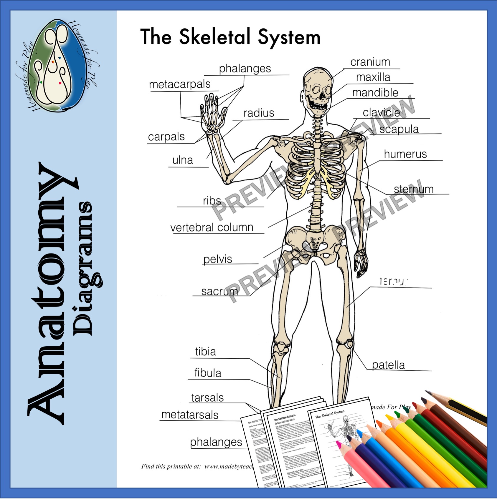 Skeletal 15 Digital Histology