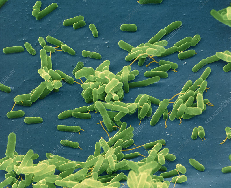 Pseudomonas Aeruginosa Biofilms And Their Partners In Crime Institute