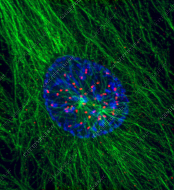 Fajarv Prophase Drawing