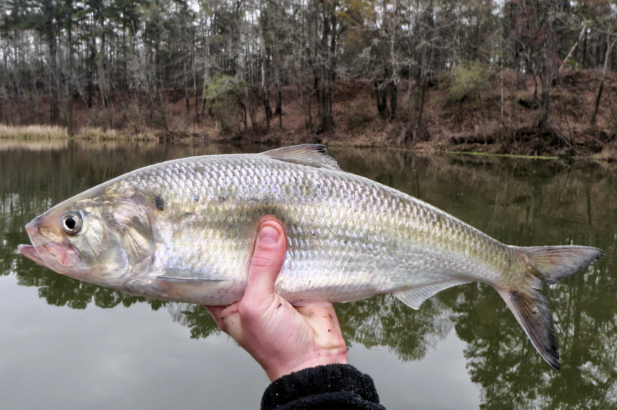 Migratory Species Of Fish Shad