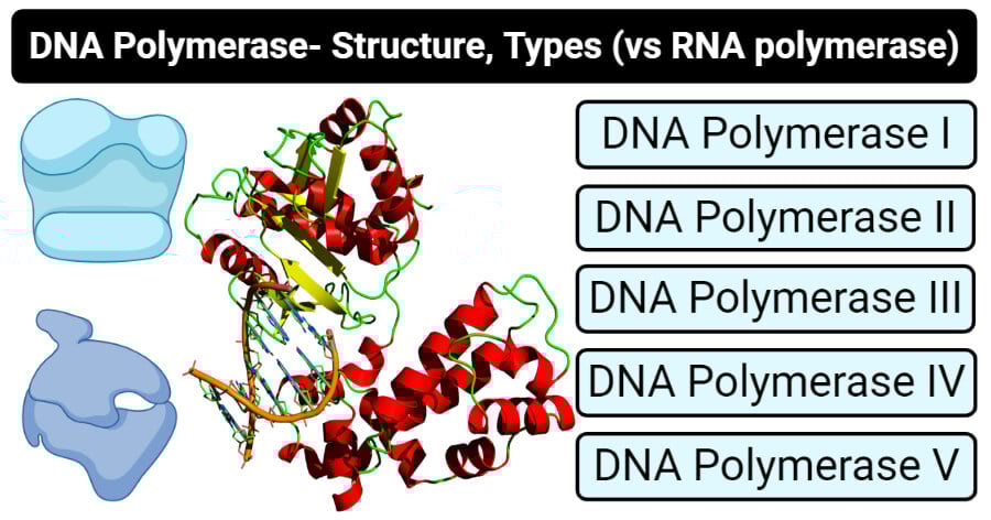 What Is A Polymerase