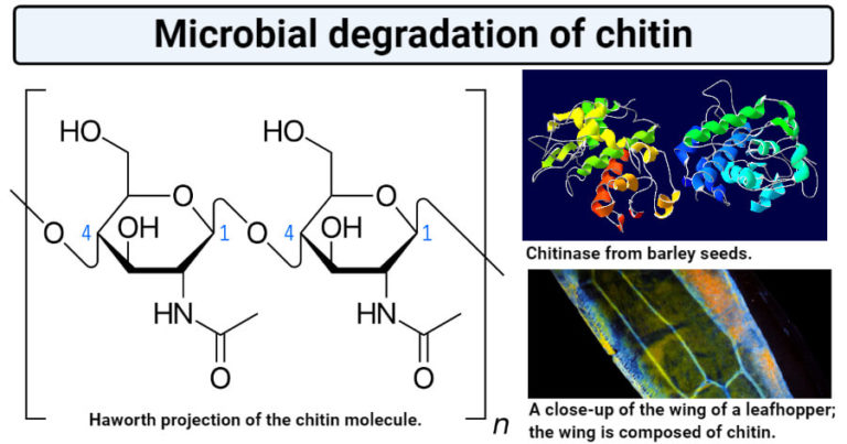 Cooperative Degradation Of Chitin By Extracellular And Cell Surface