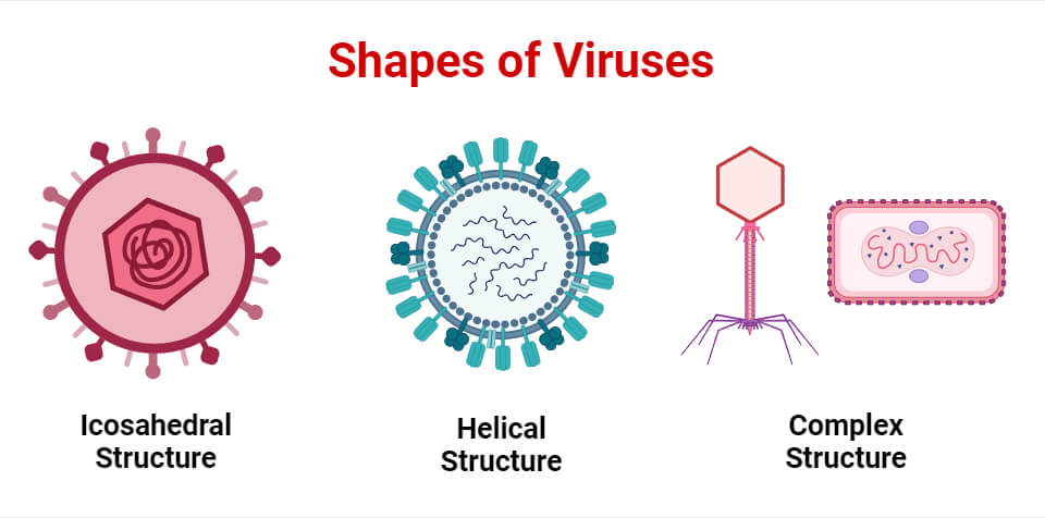 Viruses