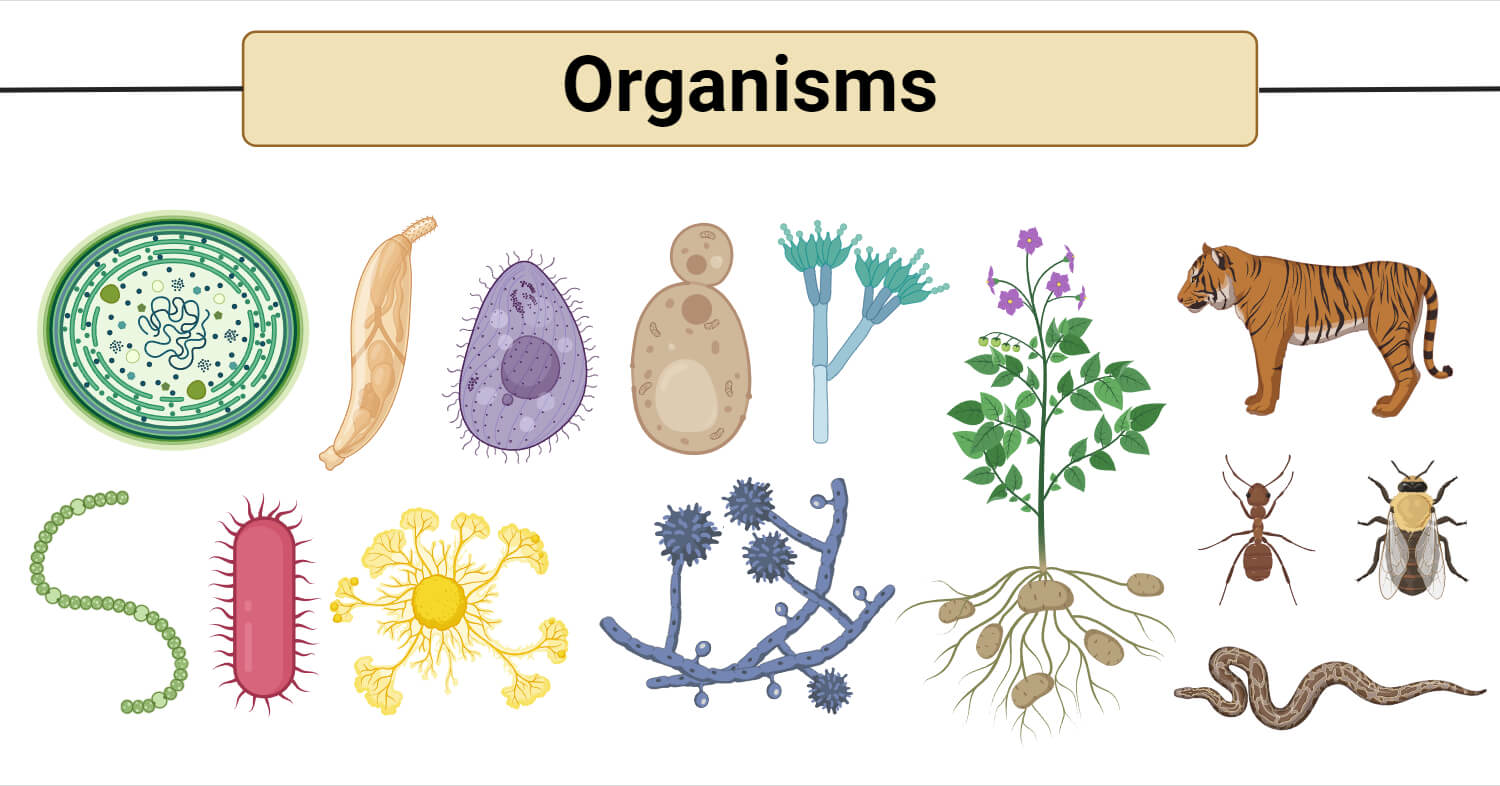 Organisms And Their Relationships Pptx