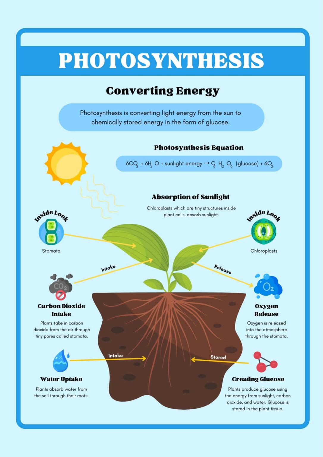 Which Chemical Reaction Shows Photosynthesis