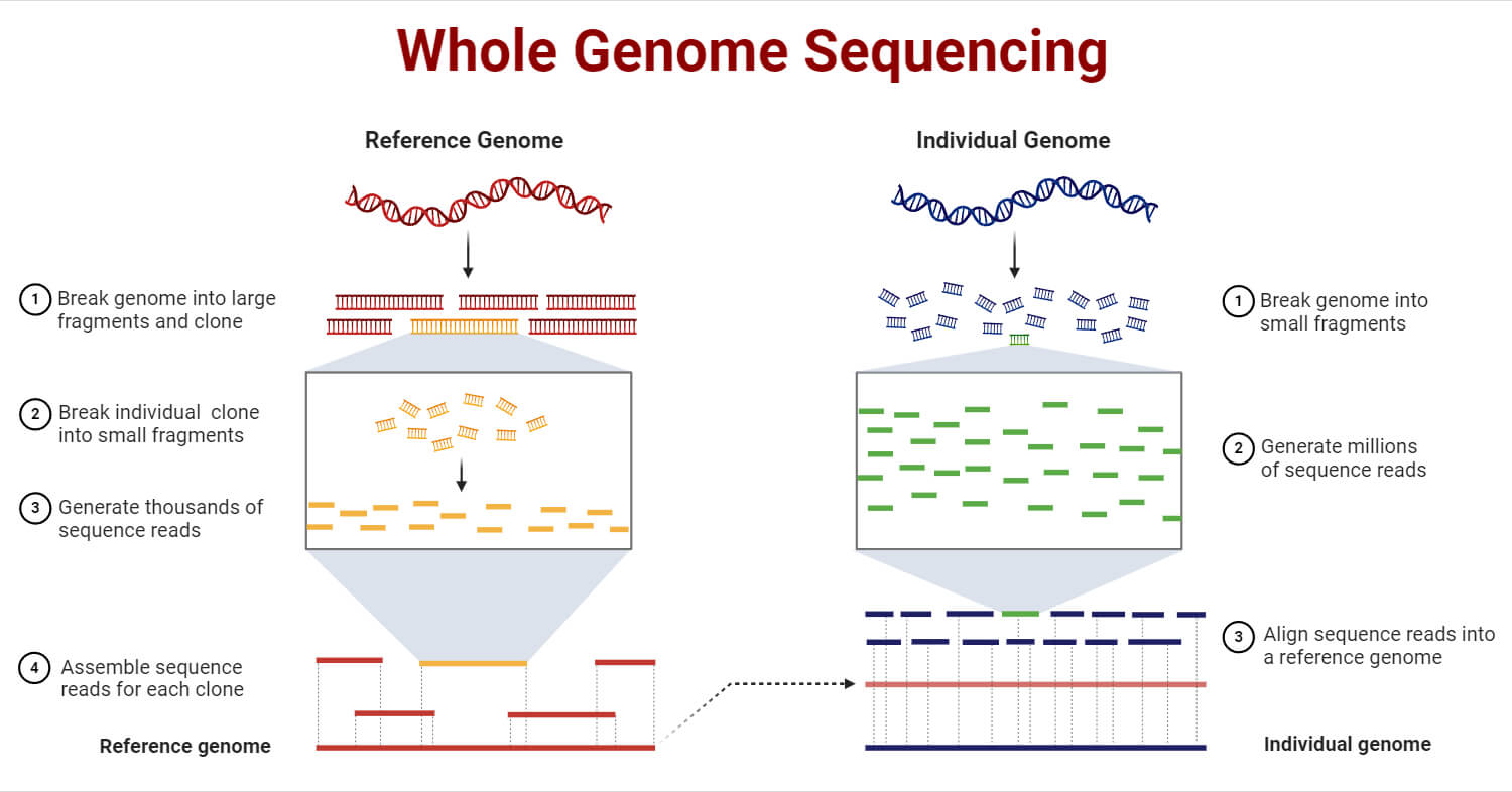 The Genome Of A Cell