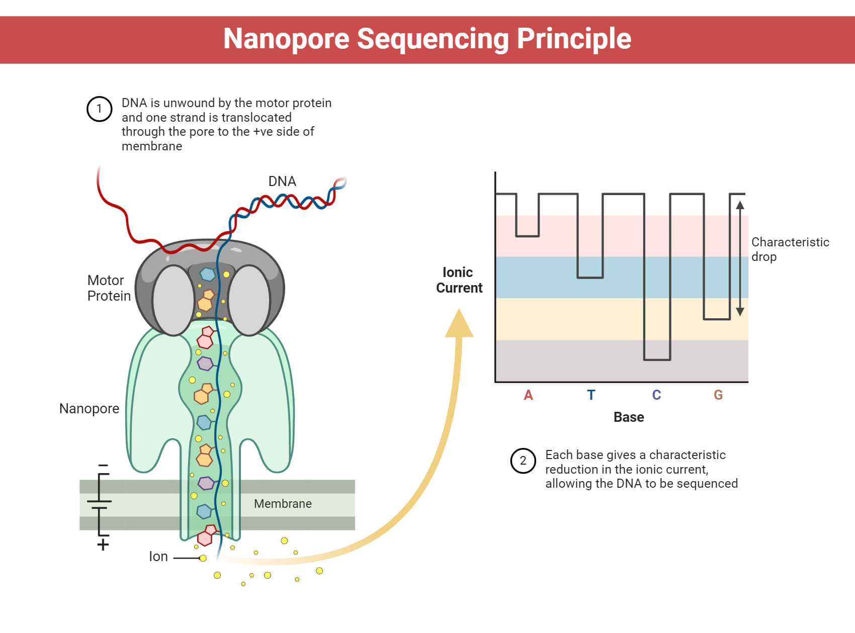Nanopore Long Read Sequencing Of Circrnas