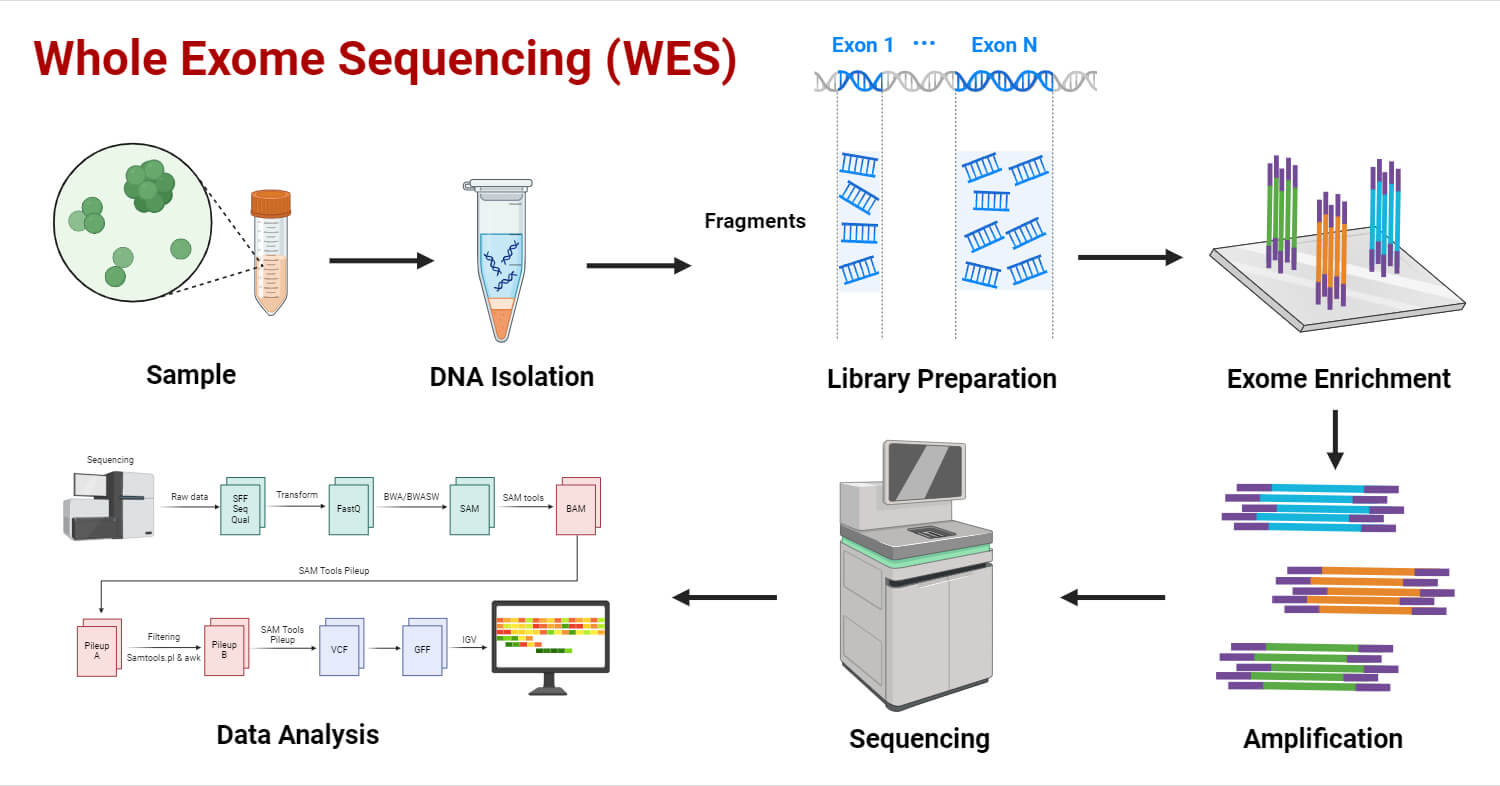 Whole Exome Sequencing (WES): Principle, Steps, Uses, Diagram
