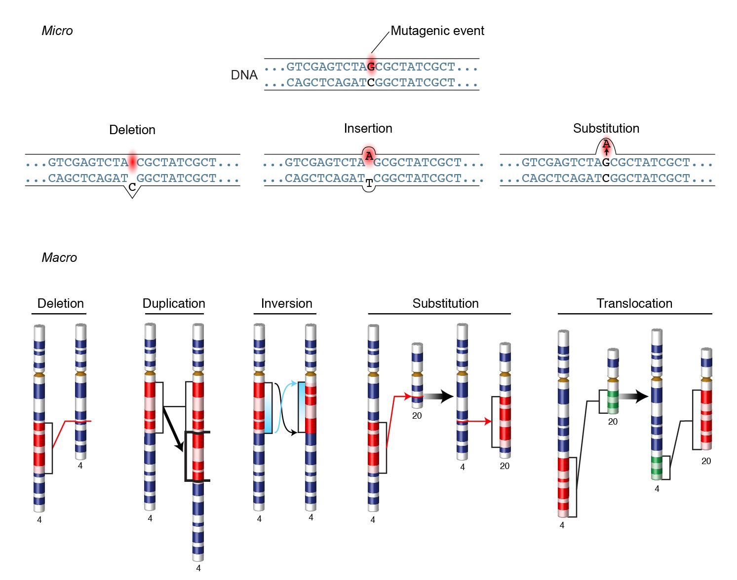 Mutations In H3 Variant Chaperones Occur In Many Cancer Types A