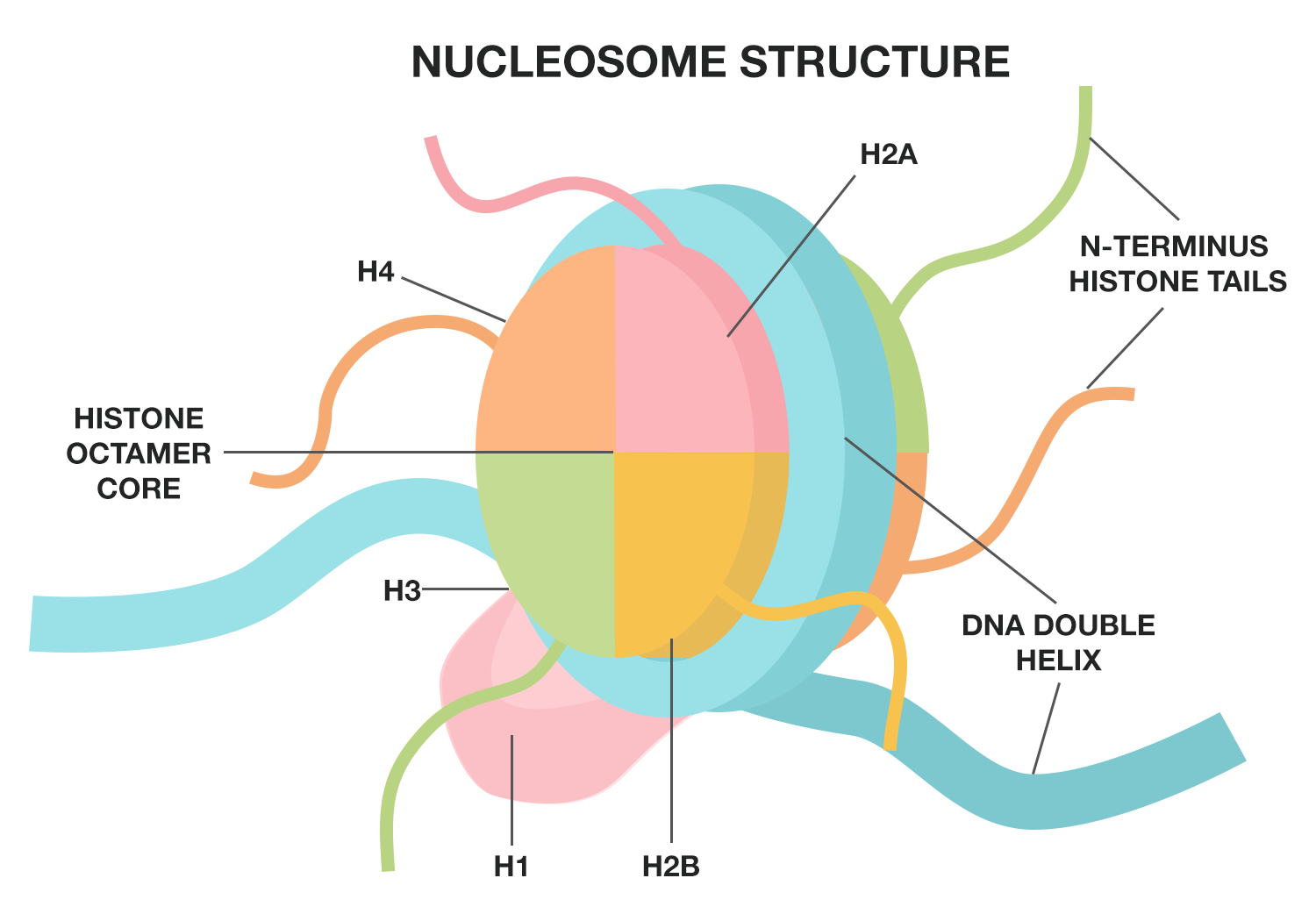The Nucleosome Remodeling And Deacetylase Complex Nurd Is Built From