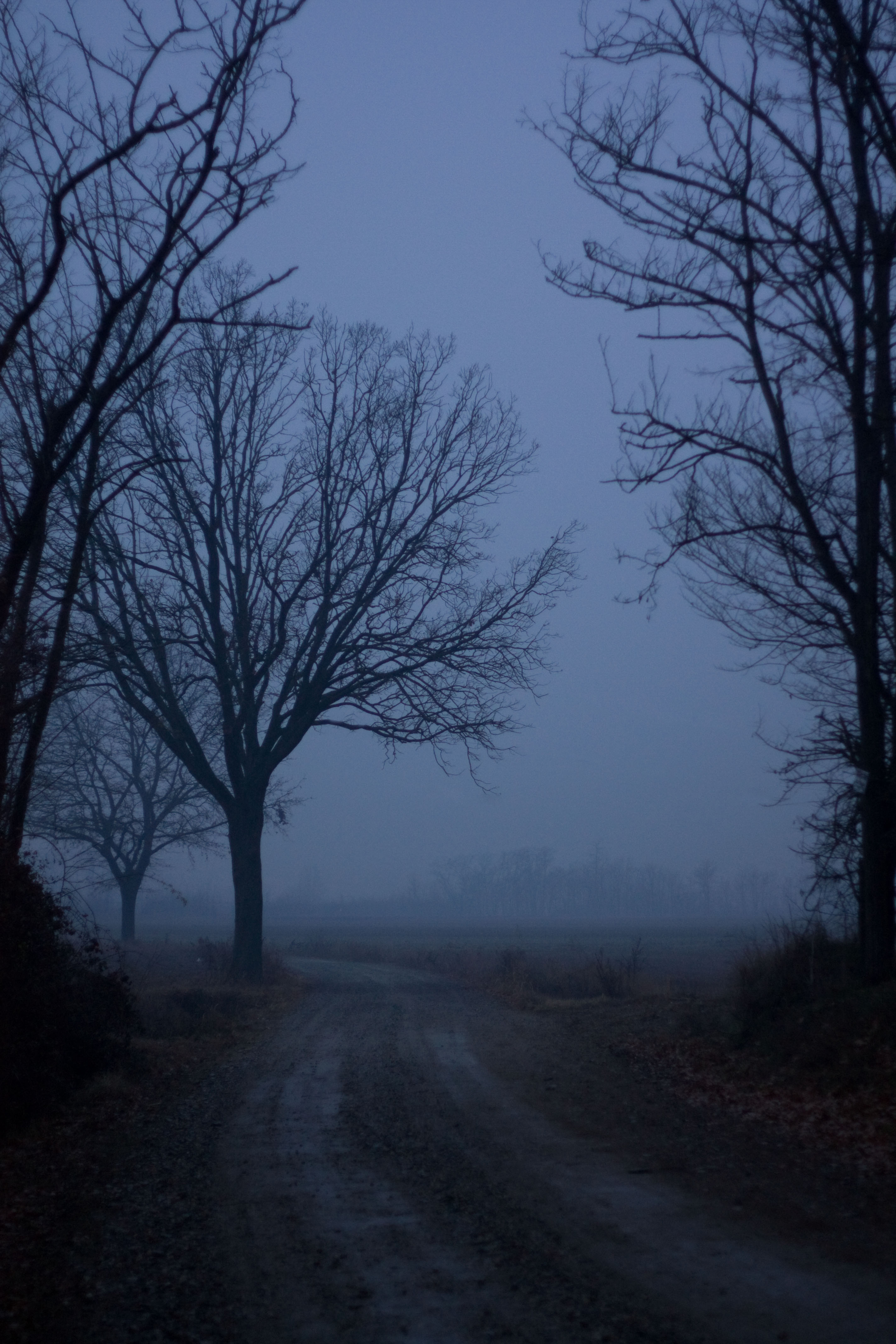 Dark A And Light B Chondrocytes With The Transmission Electron