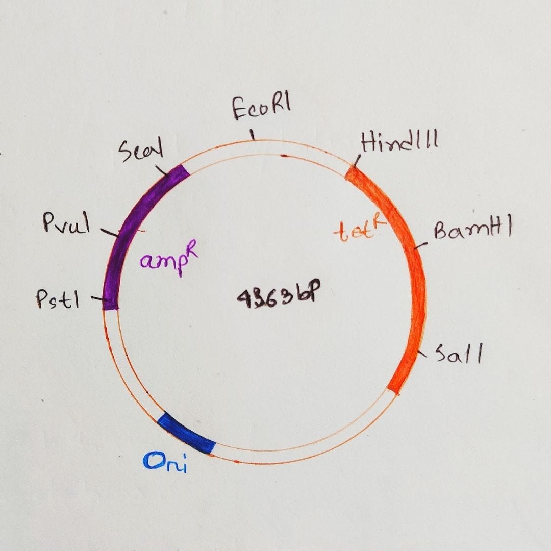 Cloning A Dna Fragment Into The Plasmid Cloning Vector Pbr322 Biology