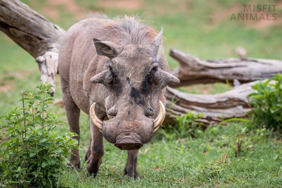 Animals Mating Up Really Close View