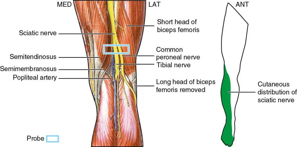 tibial anatomy 