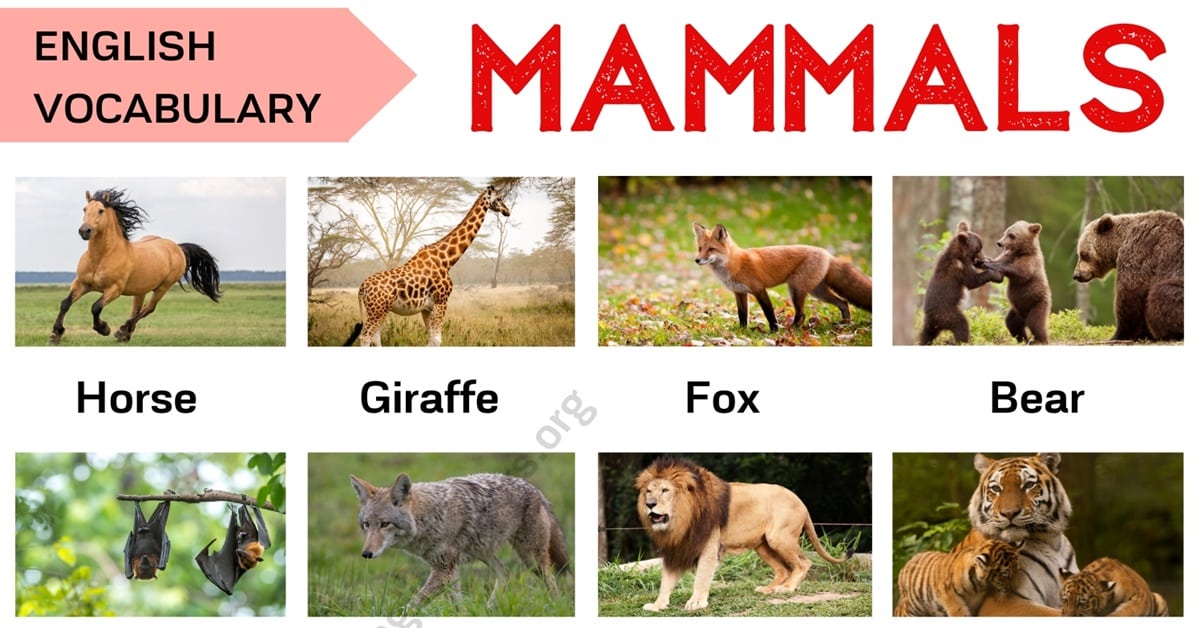 Mammals Vs Reptiles Vs Amphibians Pets Lovers