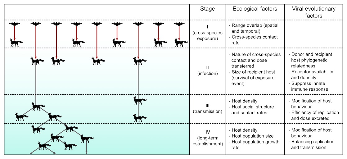 The Between Species Transmission Routes Of Rabies Arrows In Bold