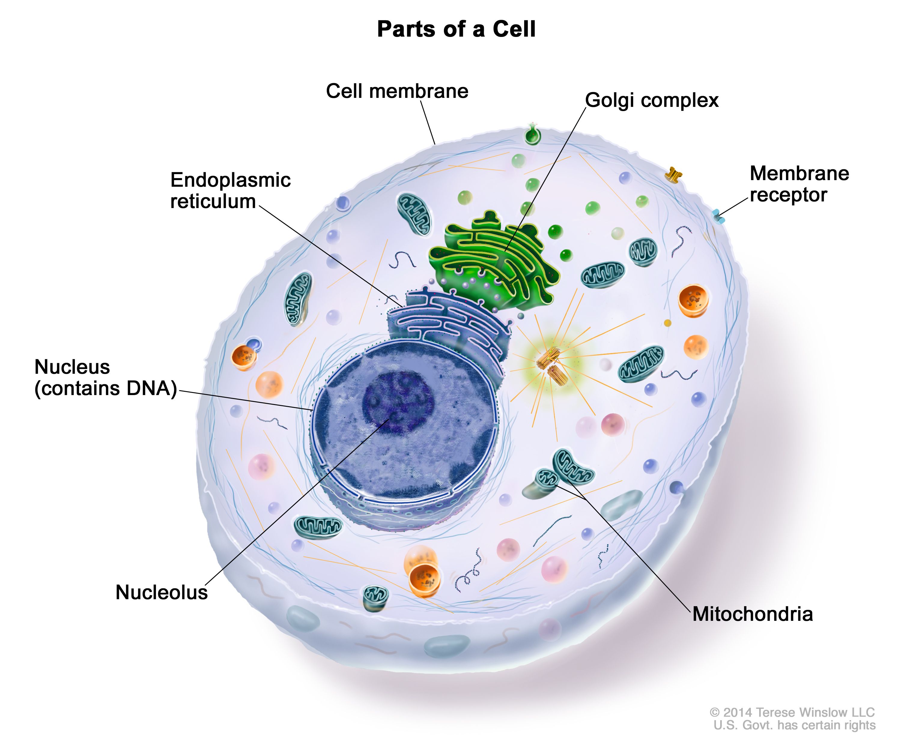 Cytoplasm Function Simple Definition Osmond Parviz
