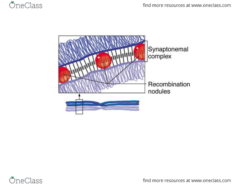 Recombination Analysis Download Scientific Diagram
