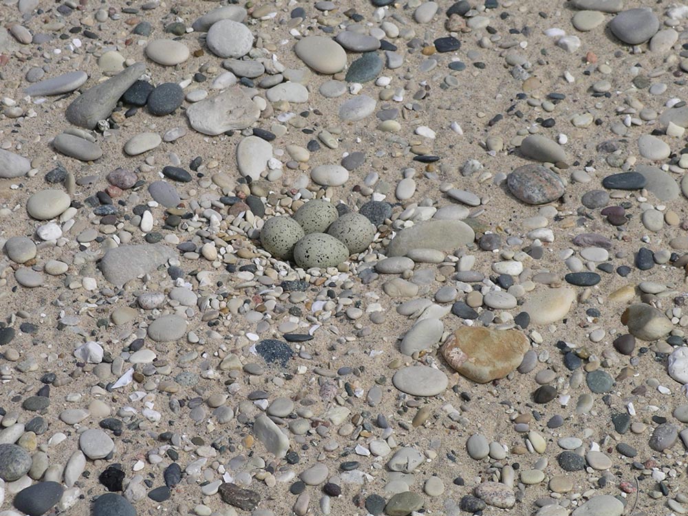Piping Plover Winter Habitat Plover Habitats Natural Landmarks