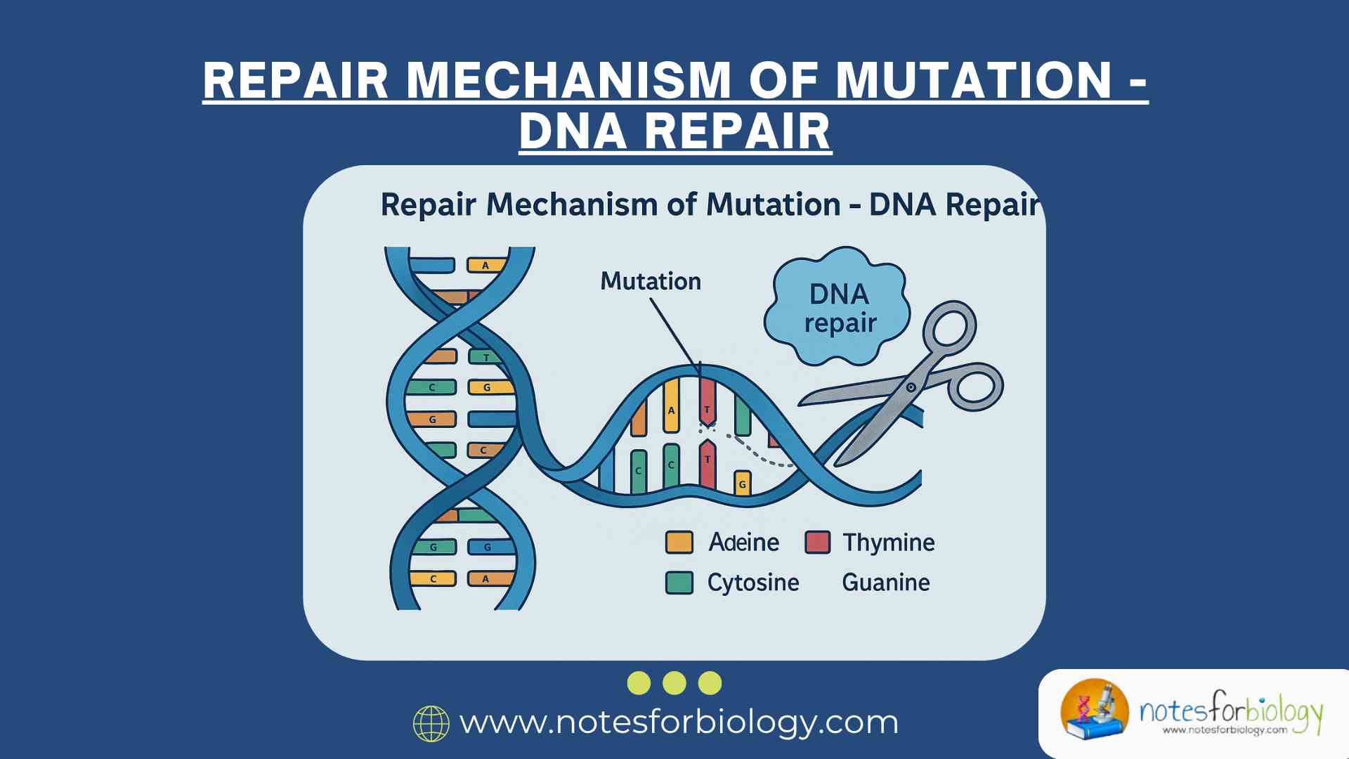 Week 10a Dna Mutation Repair V2 Name