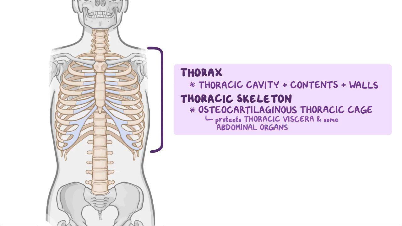Thoracic Vertebrae T12 Bone Anatomy Labeled Stock Illustration