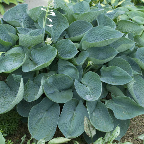 The Solution Of The Drinking Gourd