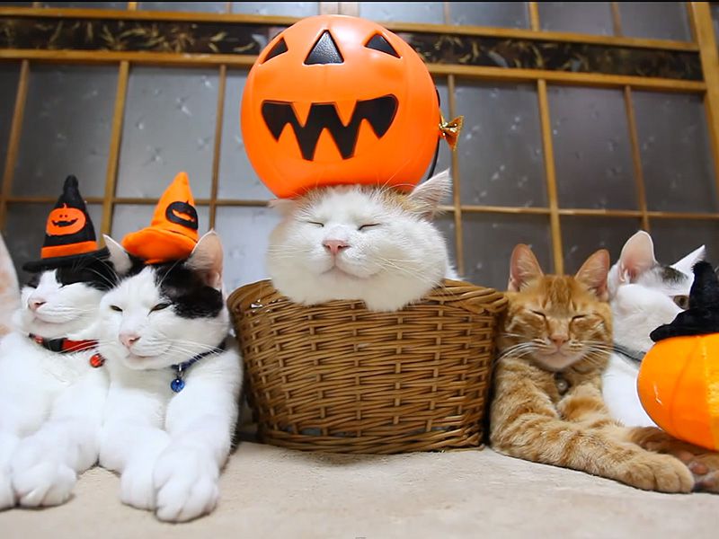 Animal Data Patented Technology Retrieval Search Results Eureka Patsnap