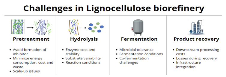 Lignocellulose Bio Refinery Can Co Utilize Xylose And Glucose In Yeast