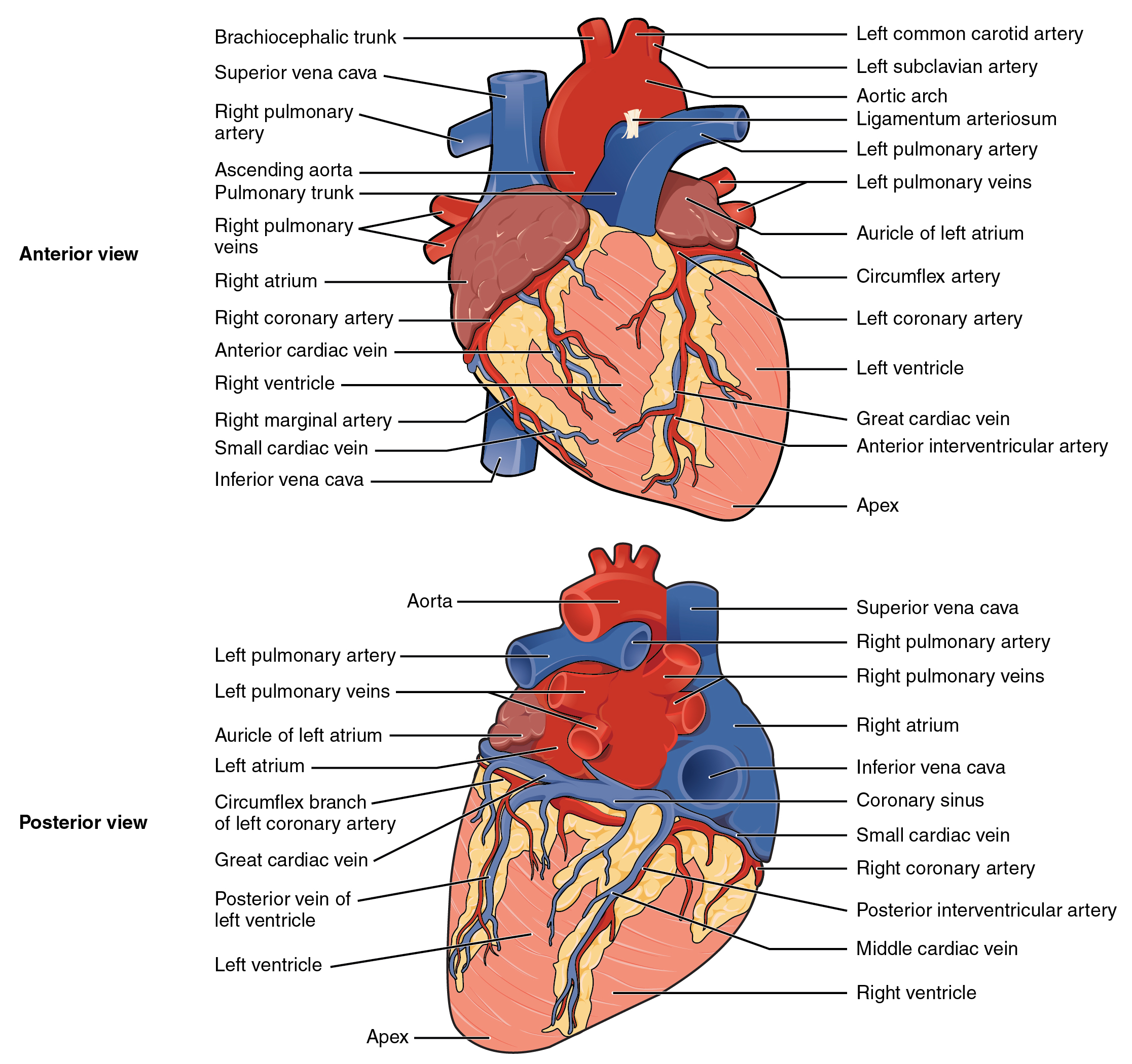 Heart Monitoring System Connected With Arduino Using Serial Free