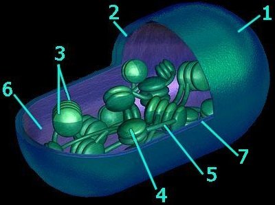 Chloroplast Html 06 18chloroplast Cl Jpg