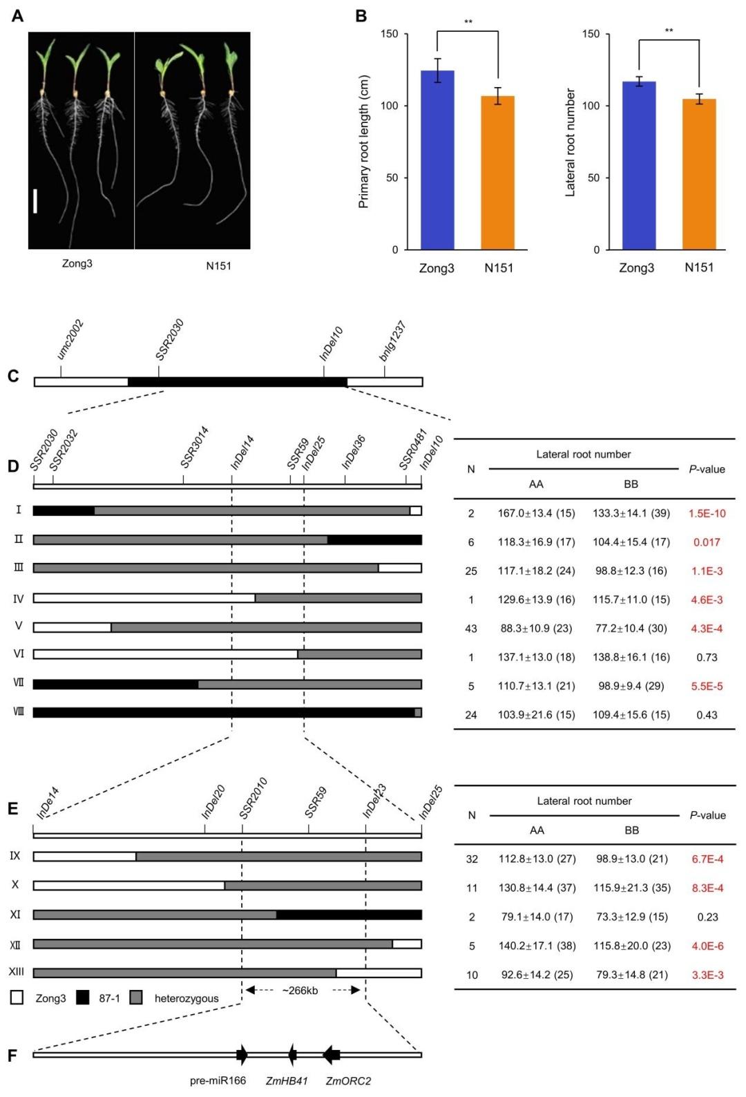 Mirna Mrna Regulatory Network