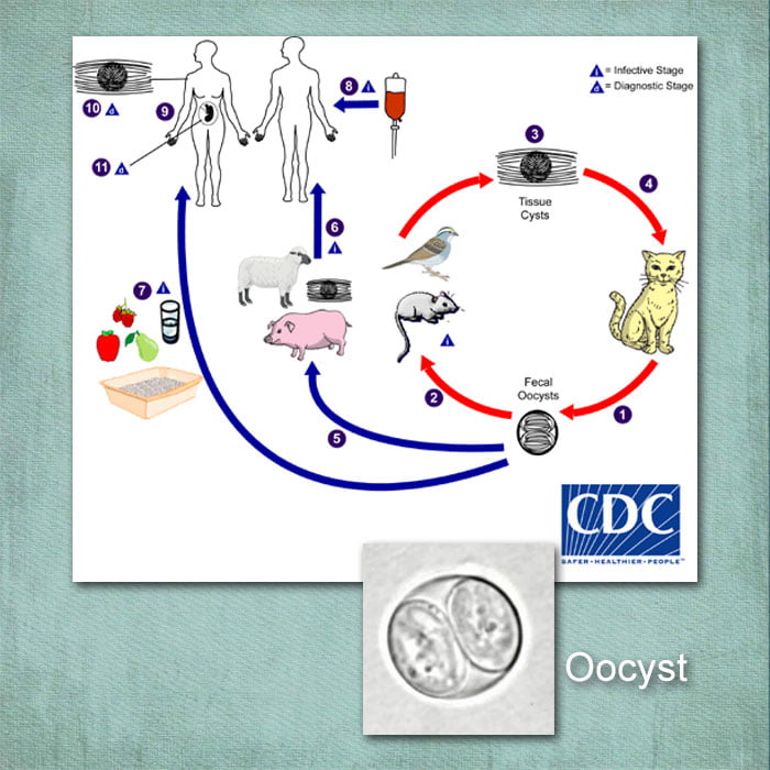 Toxoplasma Gondii Seropositivity In Cats From The Different Districts