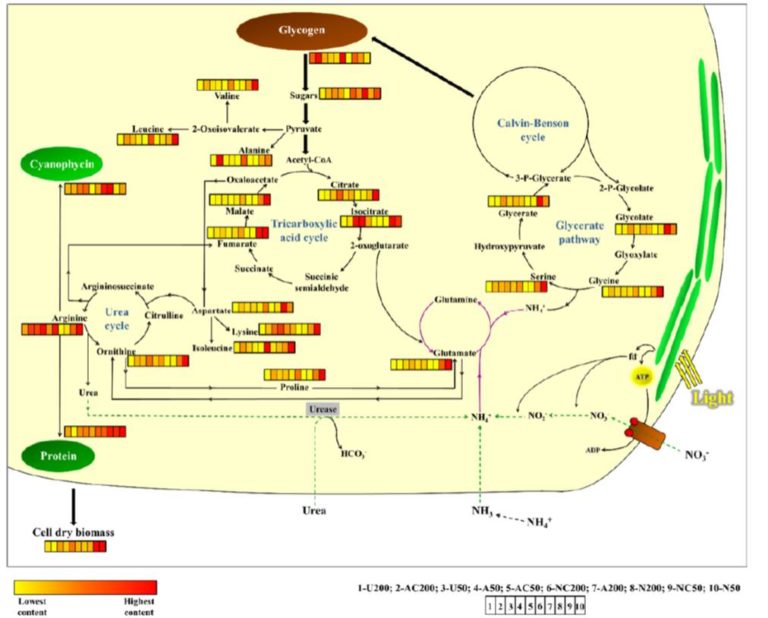 Unlocking The Potential Of Cyanobacteria A High Throughput Strategy
