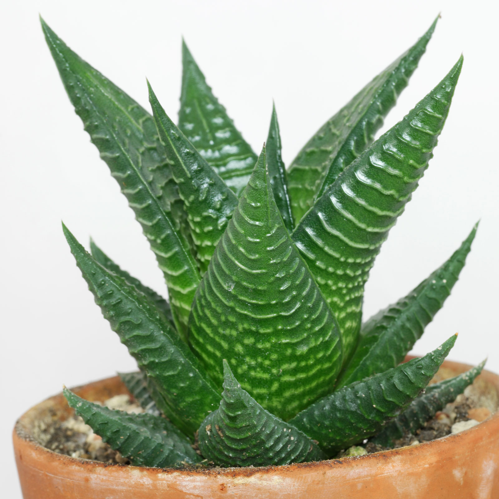 Haworthia Truncata Green Lime Variegata Upwegrow