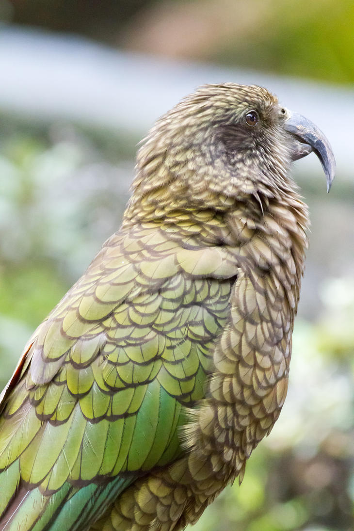 Kea Nestor Notabilis Zoochat