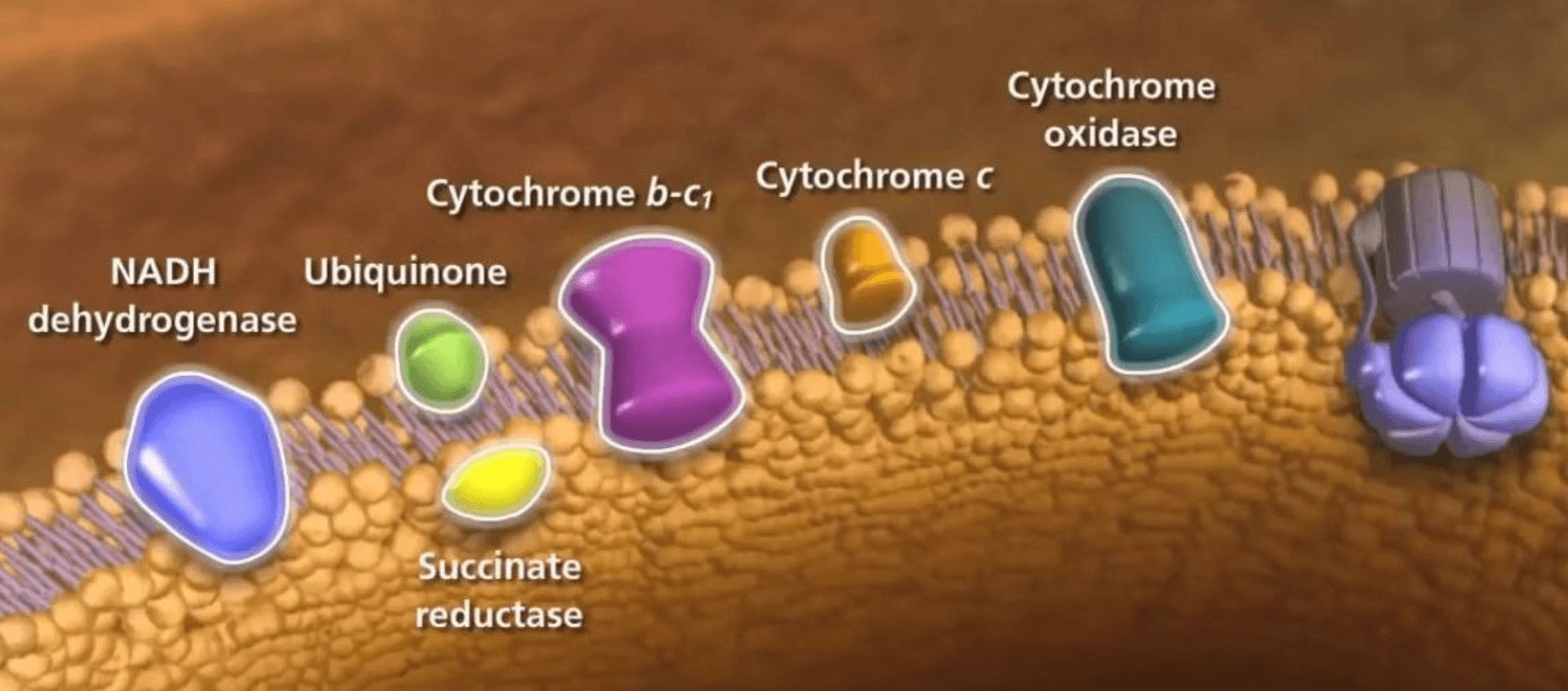Oxidative Phosphorylation 11th - 12th Grade Quiz | Quizizz