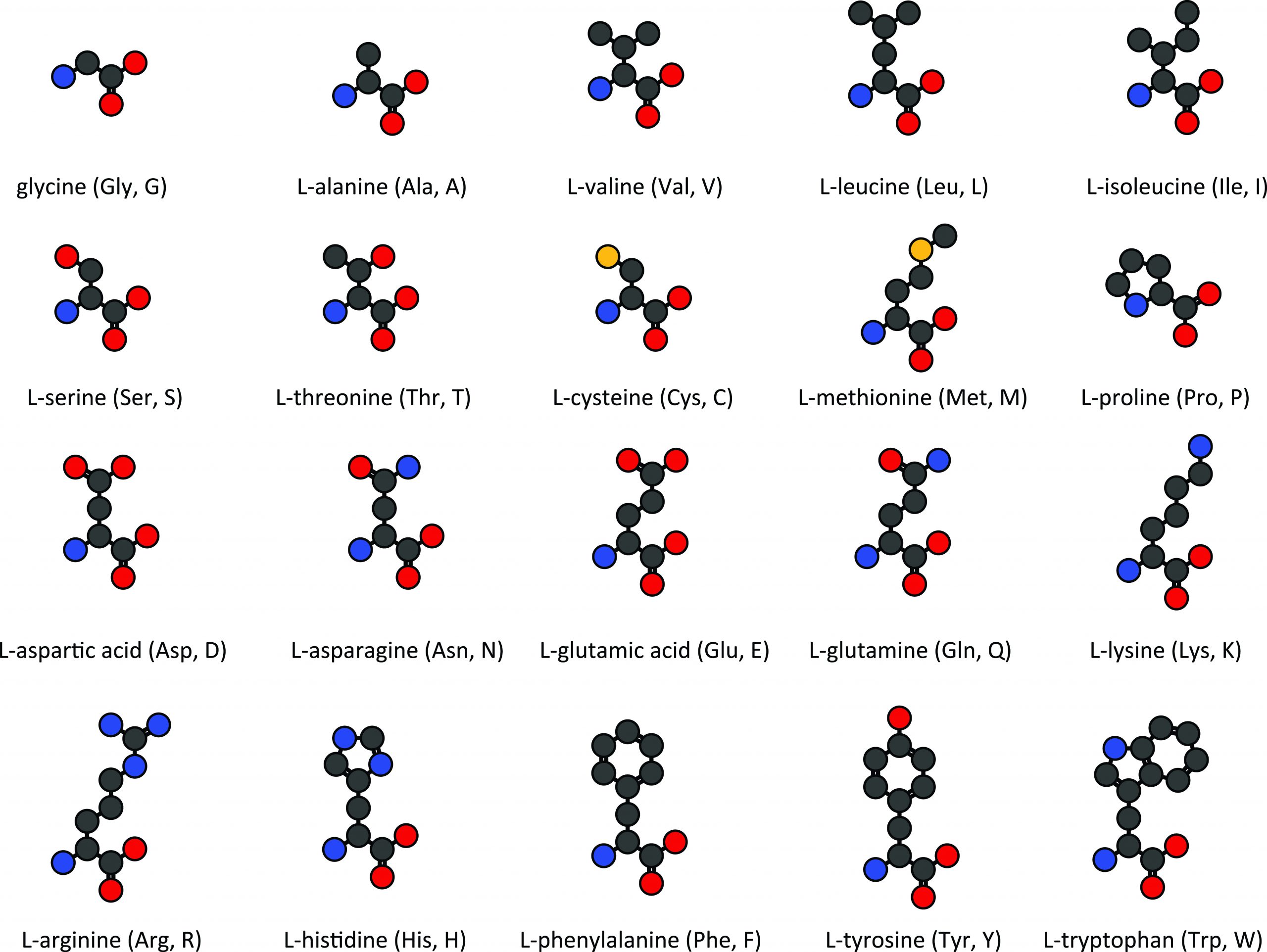 Amino Acids And Polypeptides Biol 1015 Studocu