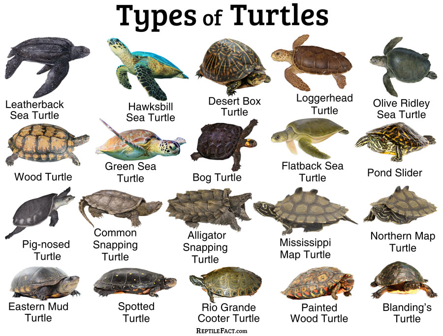 Sea Turtle Species