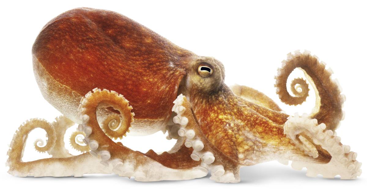 Invertebrate Animals Zoology Zoology Studocu