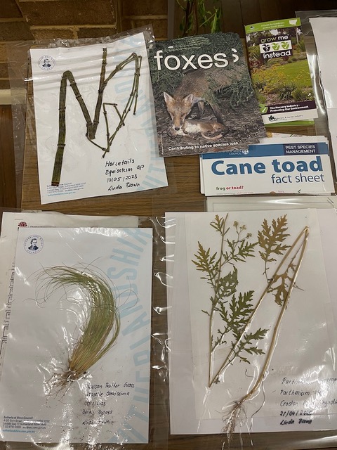 Invasive Species Of Plants In Australia