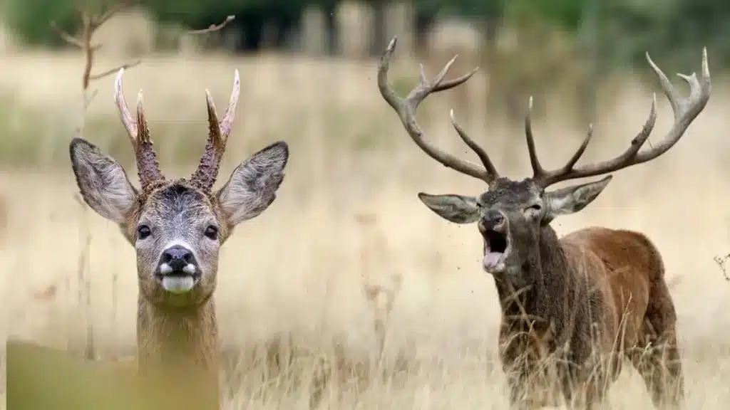 Ciervo Fauna Silvestre Salvaje Foto Gratis En Pixabay Pixabay