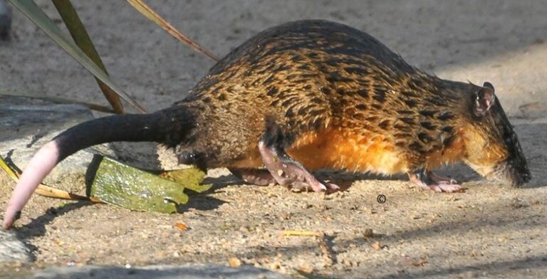 Guide: Recognising and caring for Rakali, our Australian water rat ... 