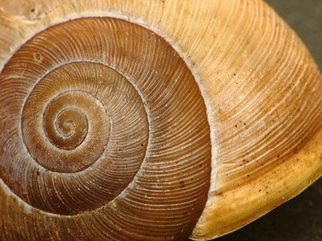 100 Fungal Geometry Ideas In 2024 Patterns In Nature Stuffed