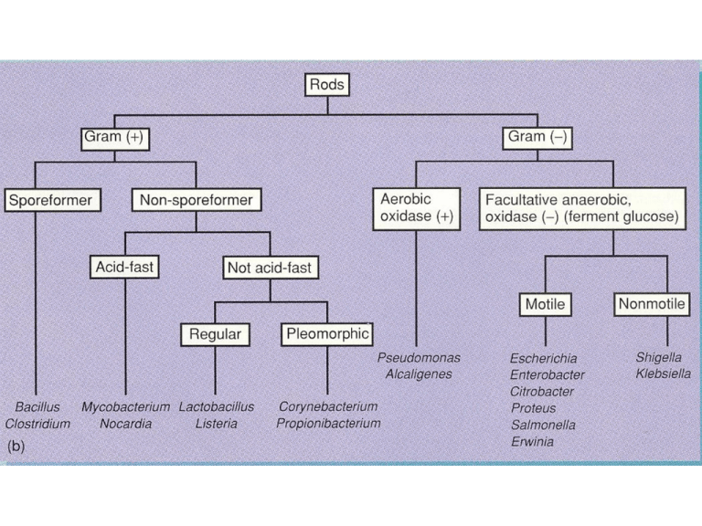 Solved Coliforms Are Gram Negative Non Spore Forming Facultative
