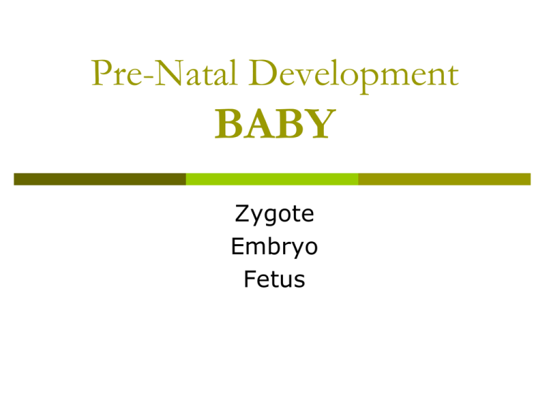 Embryonic Fetal Development Animated Powerpoint Slideshow Tpt