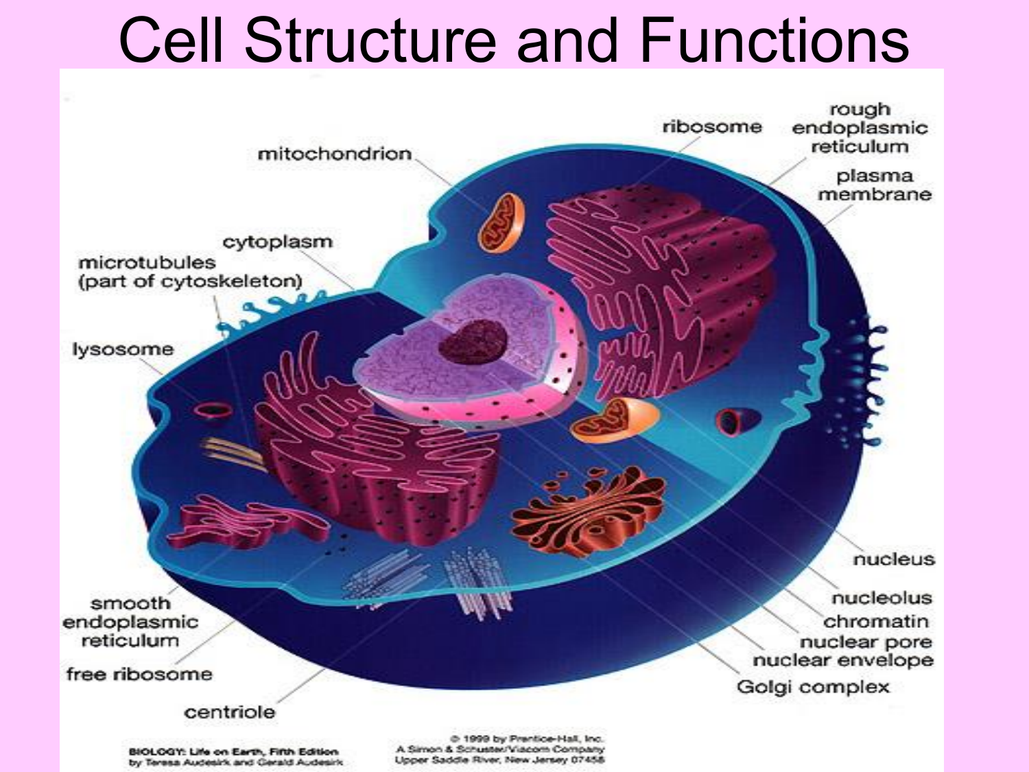 Cell Cycle Exit And Stem Cell Differentiation Are Coupled Through