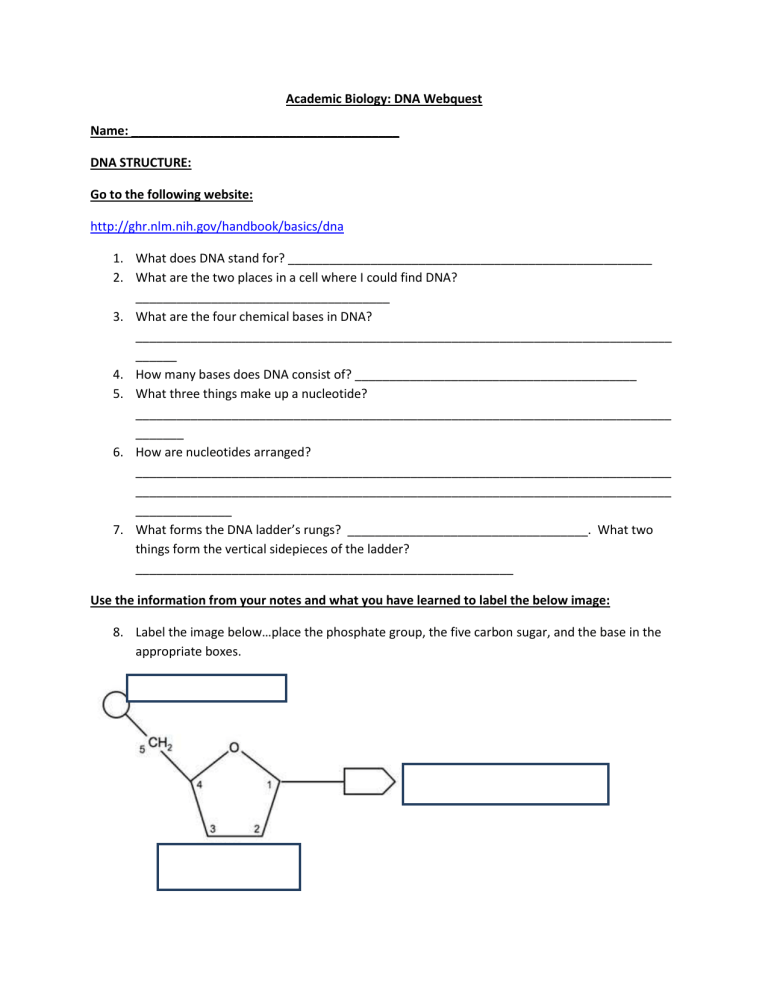 Copy Of Dna Handout 2 Docx Name Vanessa Carbajal Date 102322