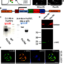 A Unique Dynamin Related Protein Is Essential For Mitochondrial Fission